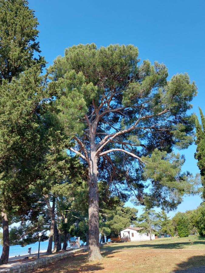 Apartmani Prodan 2 Fazana Bagian luar foto